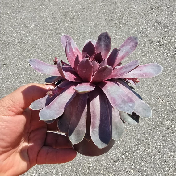 Sempervivum Chick Charms Steel Appeal