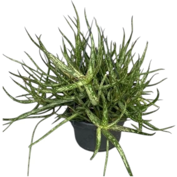 Aloe Bakerii