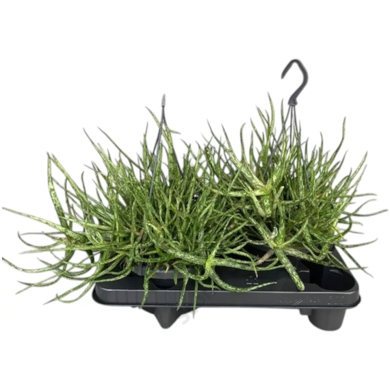 Aloe Bakerii
