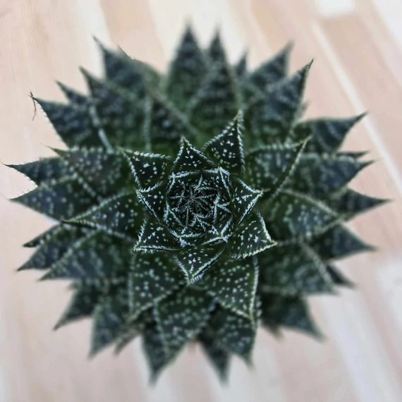 Aloe Safari Zambezi