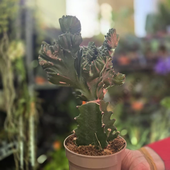 Euphorbia Cristata Frankiana