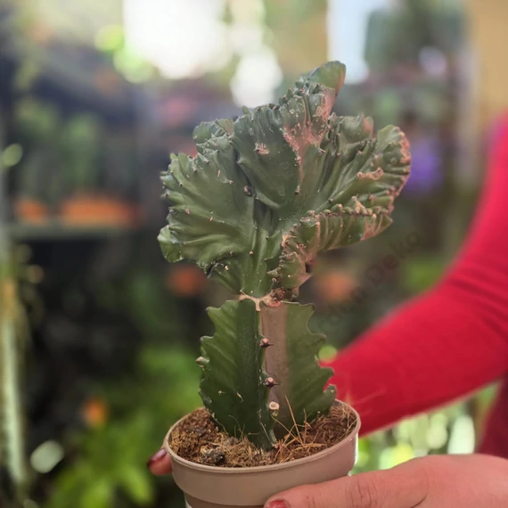 Euphorbia Cristata Frankiana