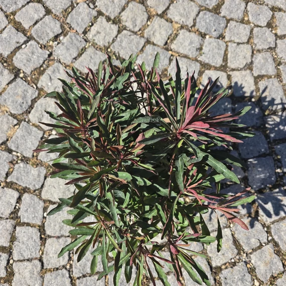 Euphorbia Miner's Merlot