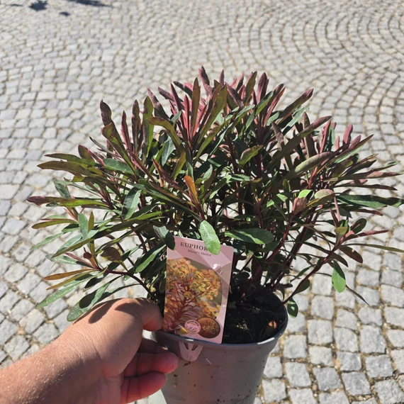 Euphorbia Miner's Merlot