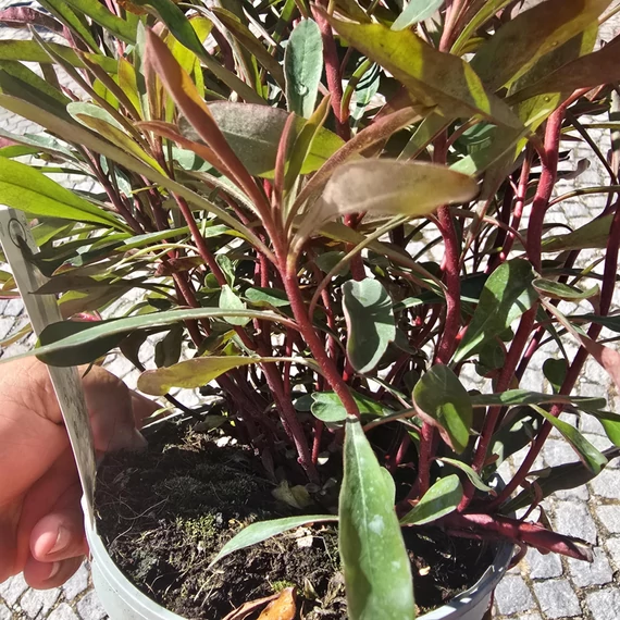 Euphorbia Miner's Merlot