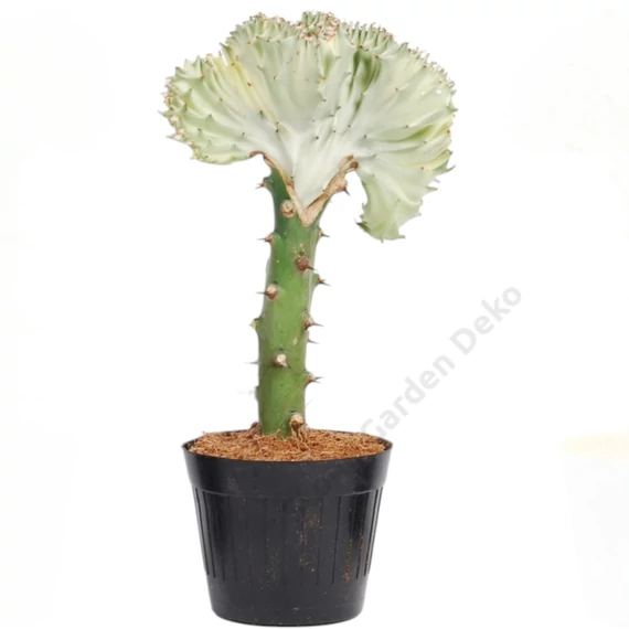 Euphorbia lactea cristata fehér-fehér