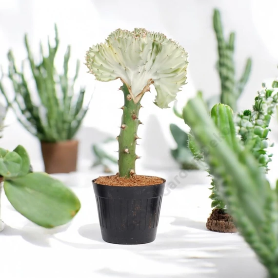 Euphorbia lactea cristata fehér-fehér