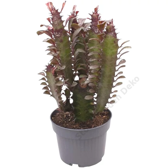 Euphorbia trigona Rubra