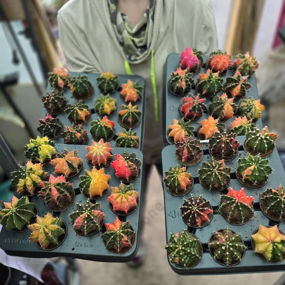 Gymnocalycium Mihanovichii Variegata Extra