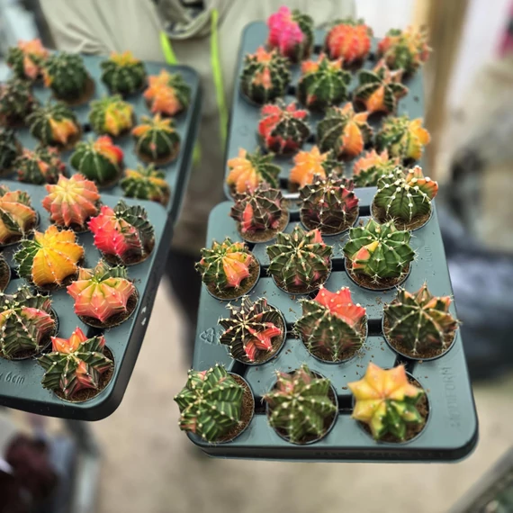 Gymnocalycium Mihanovichii Variegata Extra