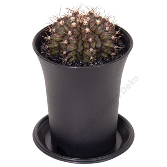 Gymnocalycium Mihanovichii T-rex Hybrid