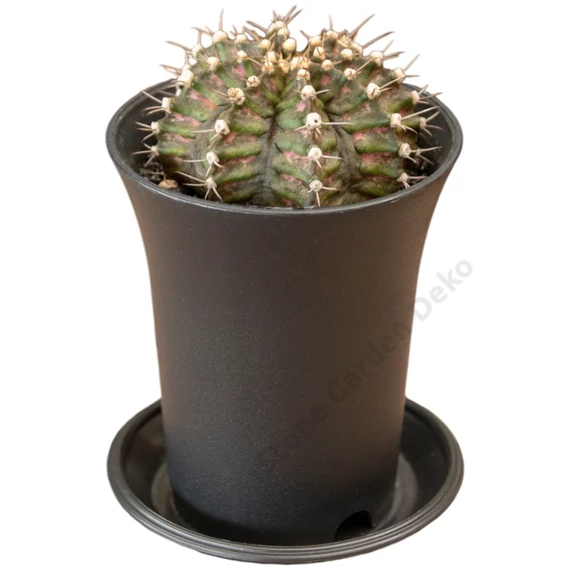 Gymnocalycium Mihanovichii T-rex Hybrid