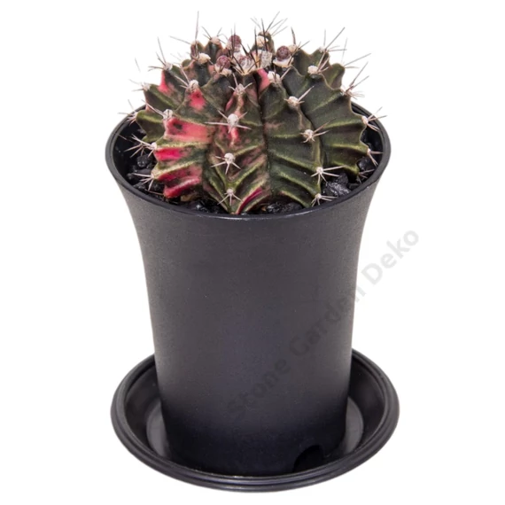 Gymnocalycium Mihanovichii Variegata