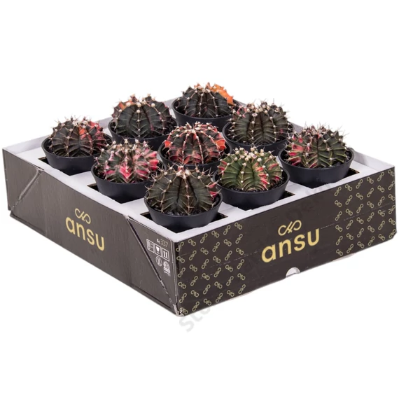 Gymnocalycium Mihanovichii Variegata