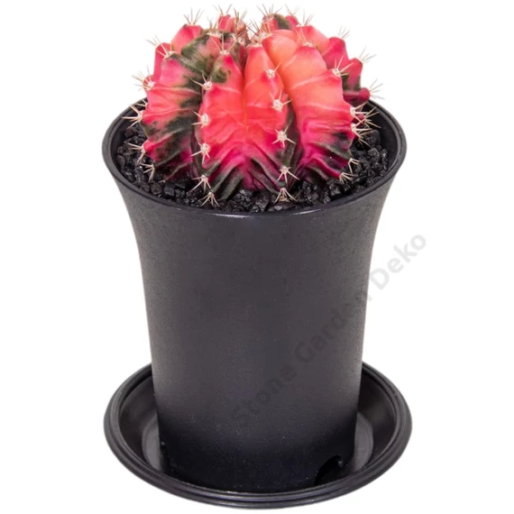 Gymnocalycium Mihanovichii Variegata Extra