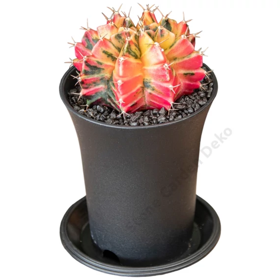 Gymnocalycium Mihanovichii Variegata Extra