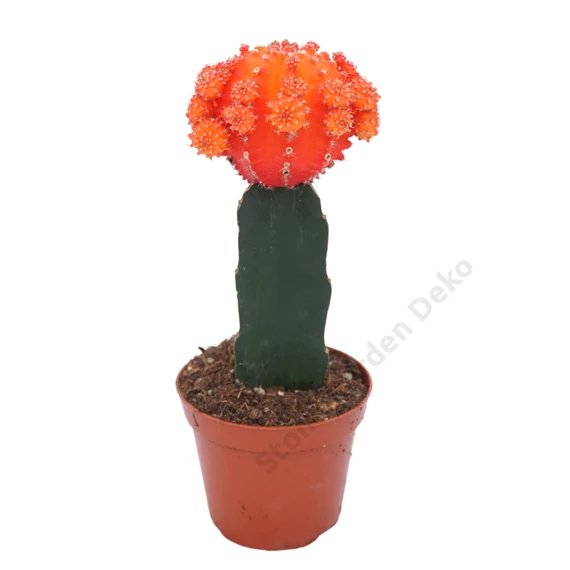 Gymnocalycium mihanovichii narancs