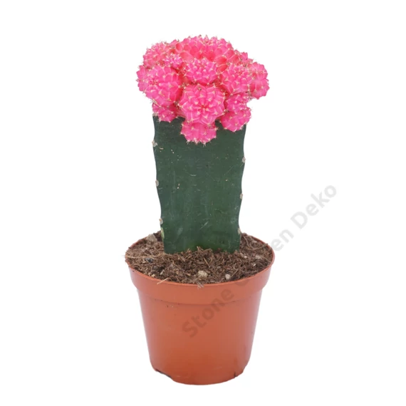 Gymnocalycium mihanovichii rózsaszín