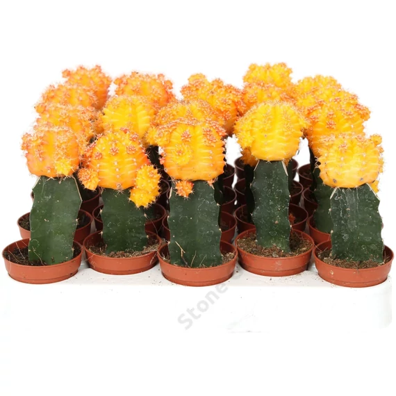 Gymnocalycium mihanovichii sárga