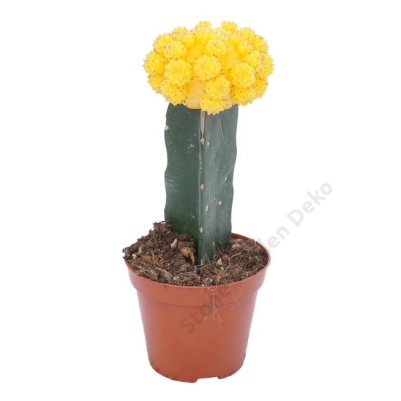 Gymnocalycium mihanovichii sárga