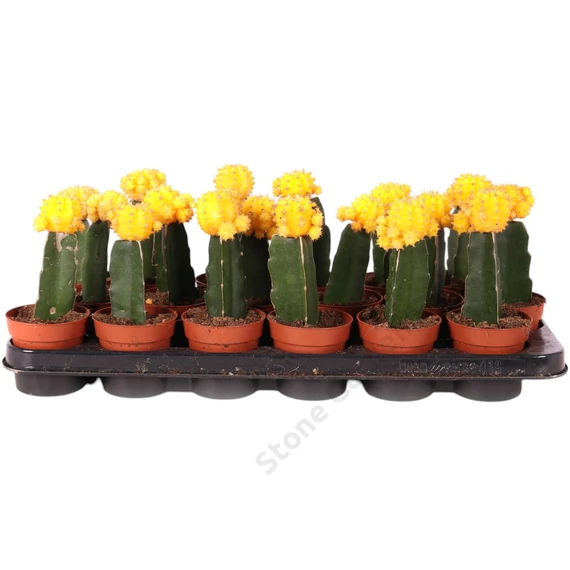Gymnocalycium mihanovichii sárga