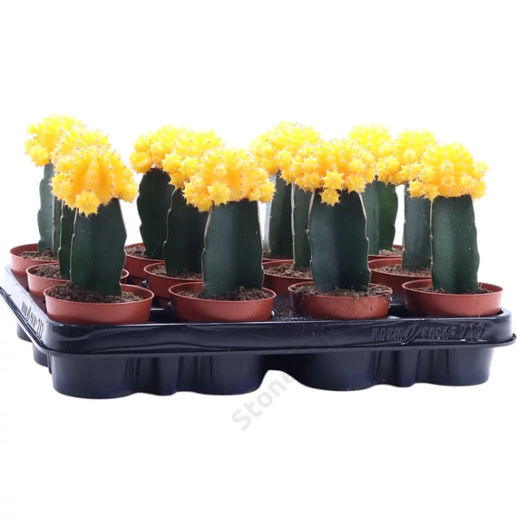 Gymnocalycium mihanovichii sárga