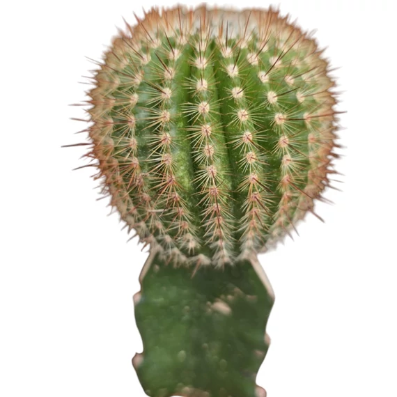 Gymnocalycium mihanovichii zöld