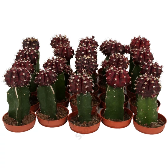 Gymnocalycium mihanovichii Black Cap