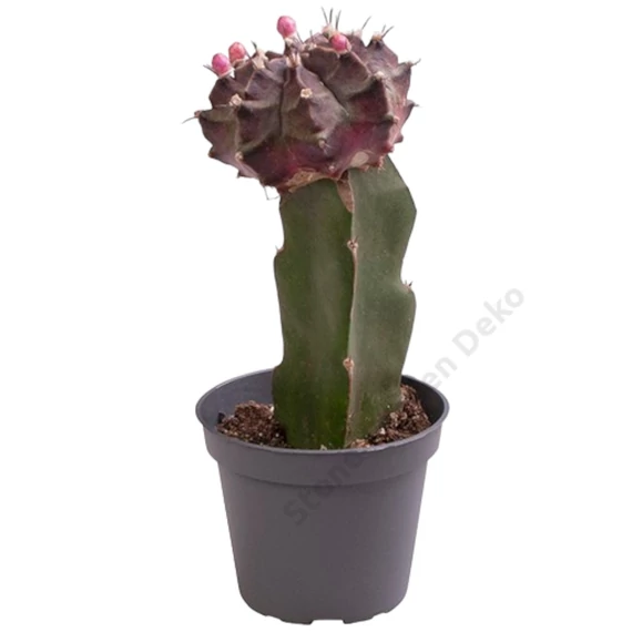 Gymnocalycium mihanovichii Black Cap