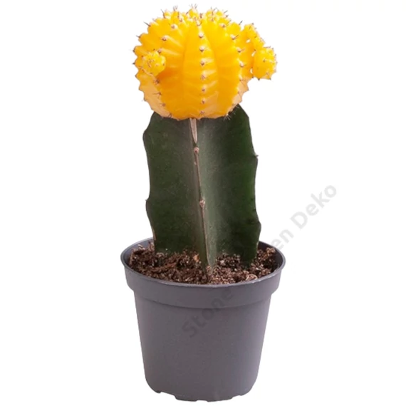 Gymnocalycium mihanovichii sárga