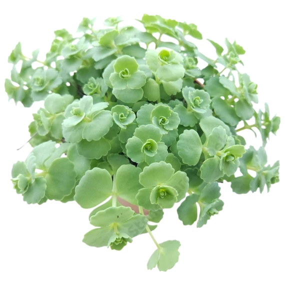 Sedum sieboldii