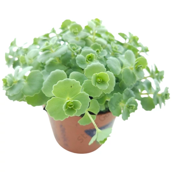Sedum sieboldii