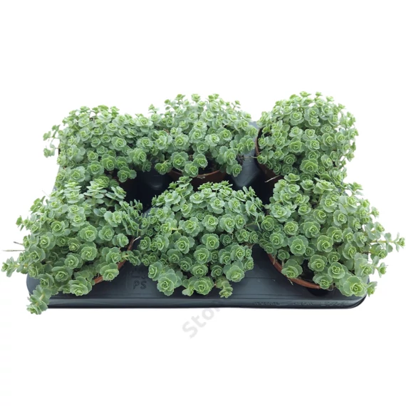 Sedum sieboldii