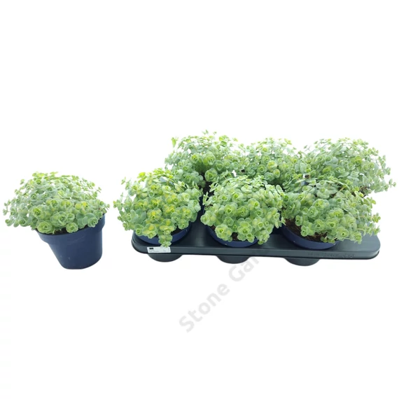 Sedum sieboldii Mediovariegatum