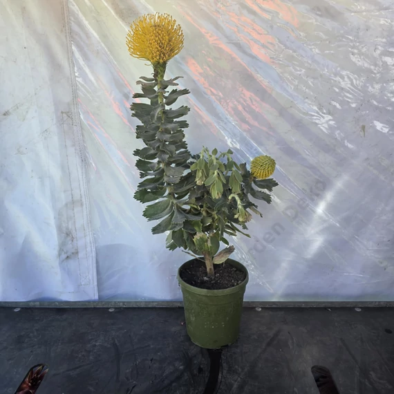 Leucospermum Yellow Zest 3 szár 2 virág