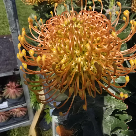 Leucospermum Ayoba Orange Zest 3 szár 2 virág