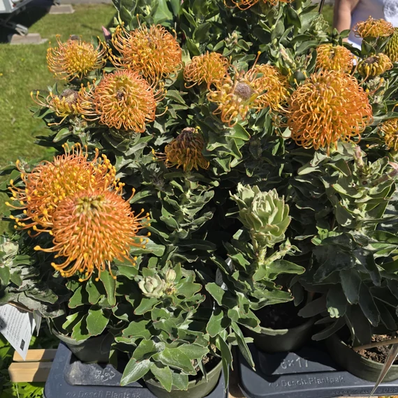 Leucospermum Ayoba Orange Zest 3 szár 2 virág