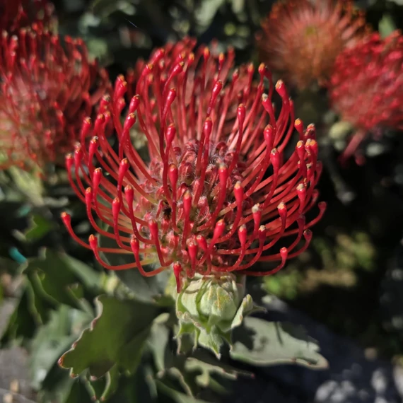 Leucospermum Ayoba Red 3 szár 3 virág