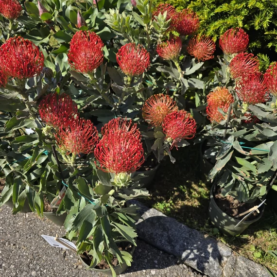 Leucospermum Ayoba Red 3 szár 3 virág