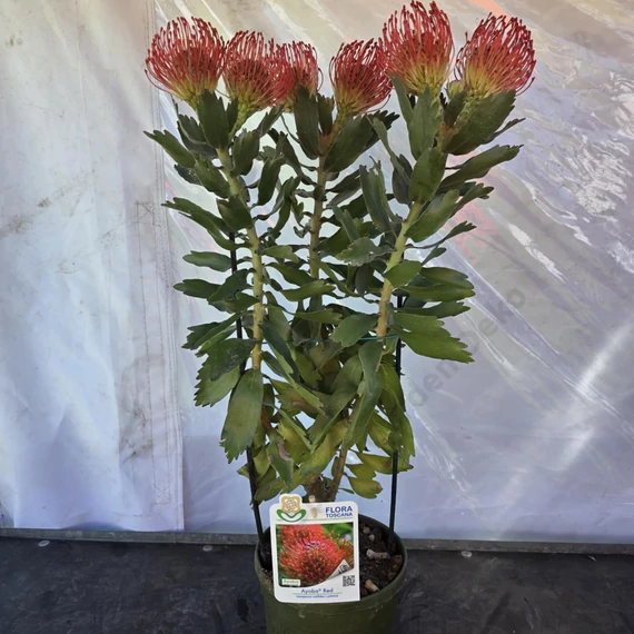 Leucospermum Ayoba Red 3 szár 3 virág
