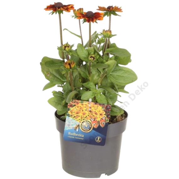 Rudbeckia Rudy Mini