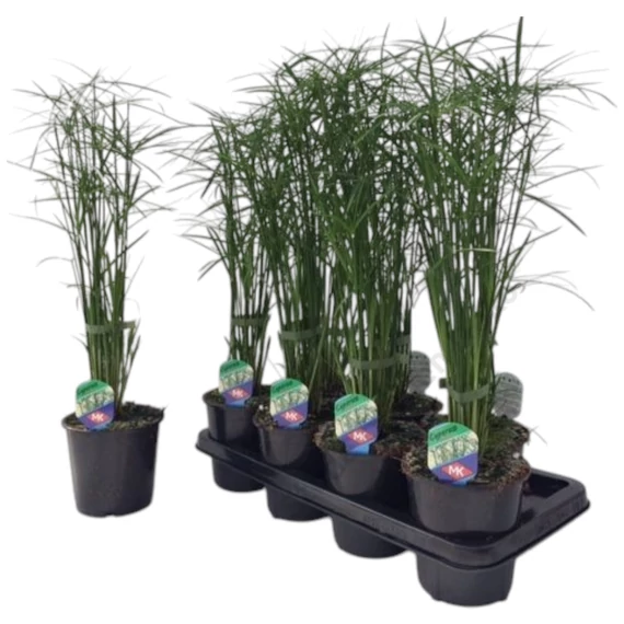 Cyperus Gracilis