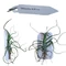 Tillandsia bulbosa kerámialapra erősítve