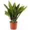 Sansevieria Aubrytiana Nite Lite