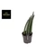Sansevieria cylindrica Mohawk
