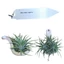 Tillandsia ionantha kerámiakanálra erősítve