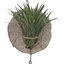 Tillandsia ionantha kerámia tányérra erősítve