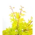 Acer palmatum Anne Irene