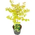 Acer palmatum Anne Irene