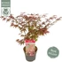 Acer palmatum Atropurpureum